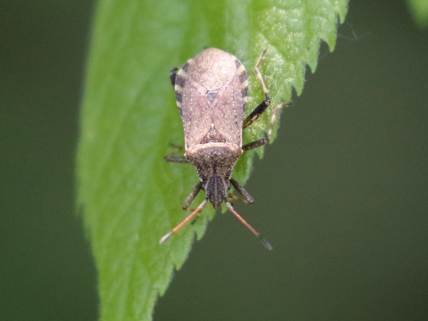 Ceraleptus gracilicornis - tüskéslábú karimáspoloska