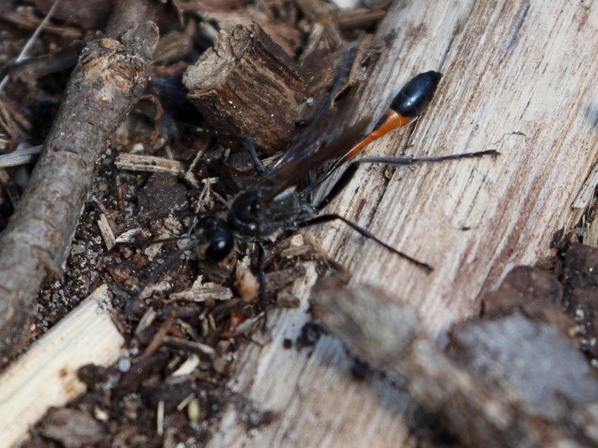 Ammophila sabulosa - homoki hernyóölődarázs