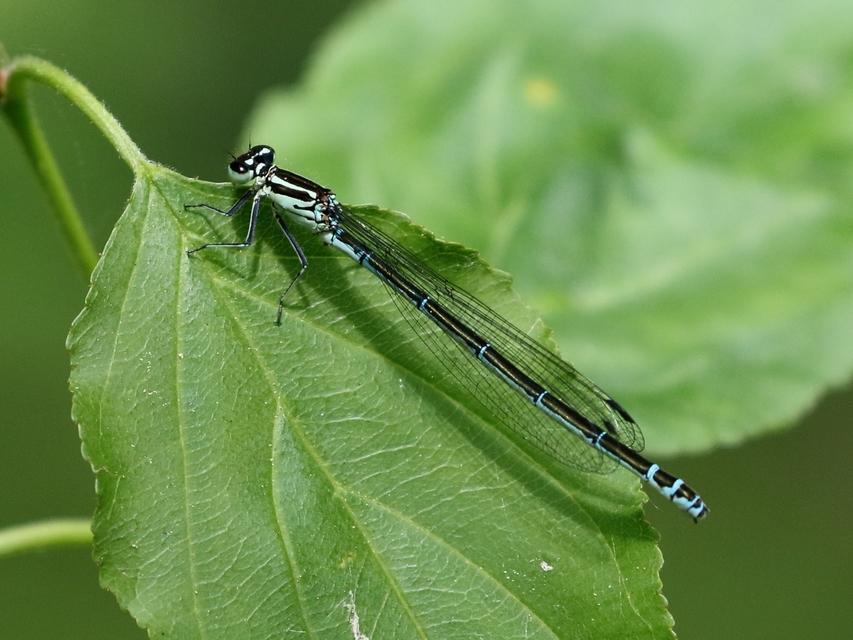 Coenagrion puella - azúrkék légivadász