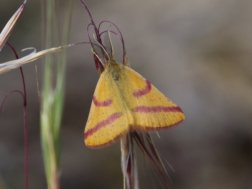 Lythria purpuraria - bíborsávos araszoló