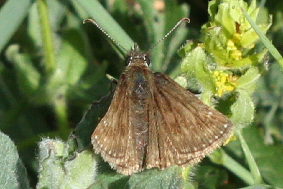 Erynnis tages - cigánylepke
