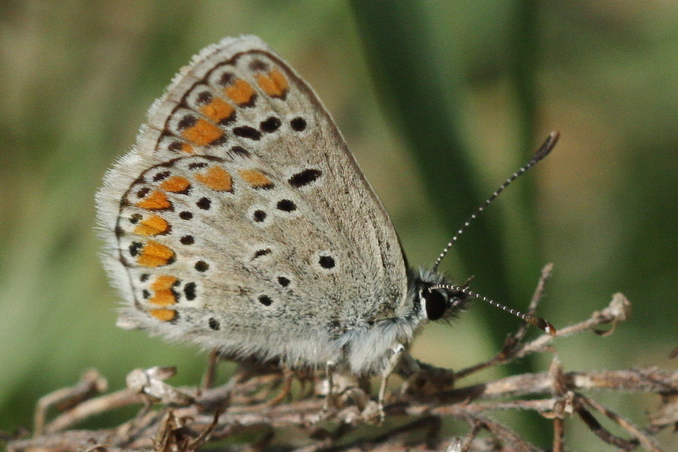Aricia agestis - szerecsenboglárka