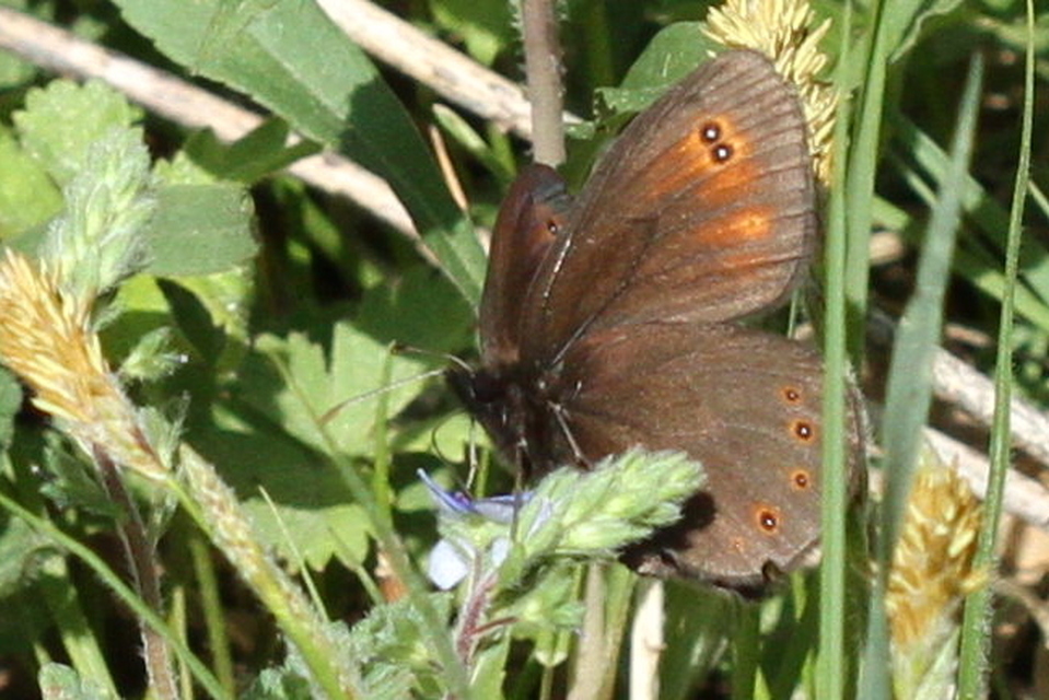 Erebia medusa - tavaszi szerecsenlepke