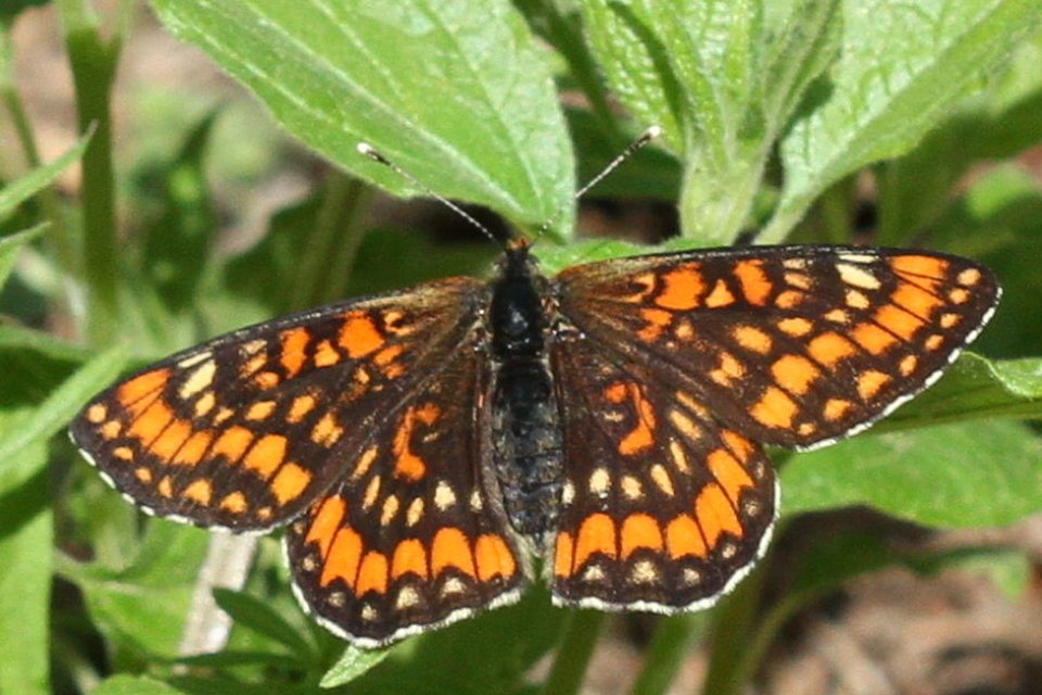 Euphydryas maturna - díszes tarkalepke