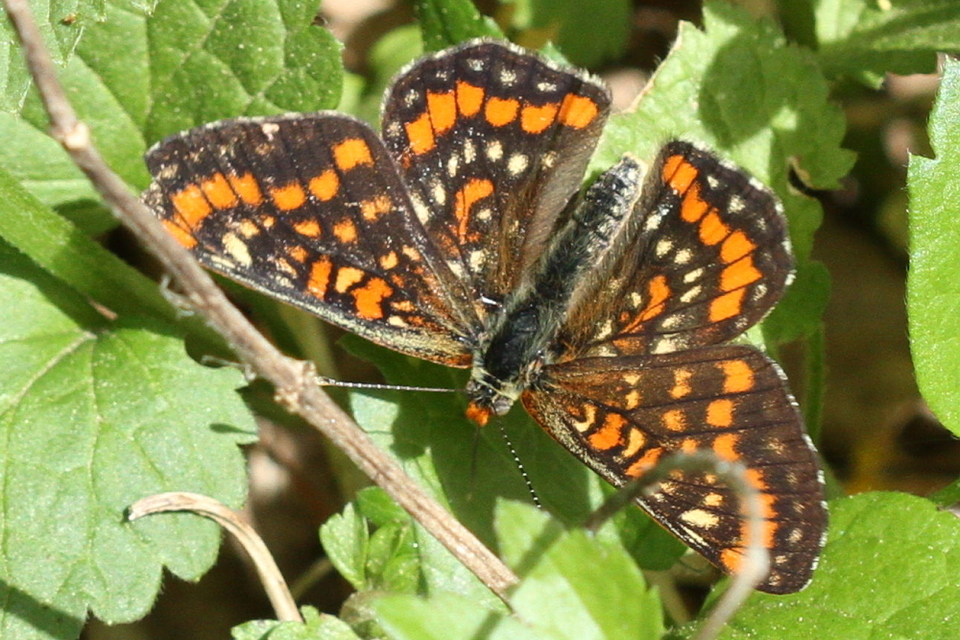 Euphydryas maturna - díszes tarkalepke