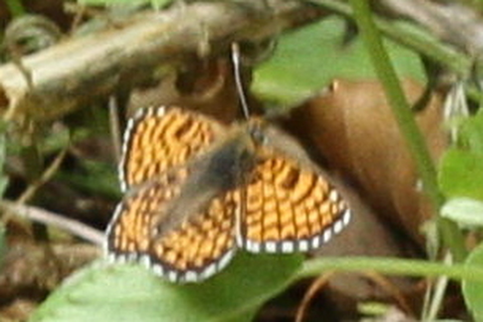Melitaea cinxia - réti tarkalepke