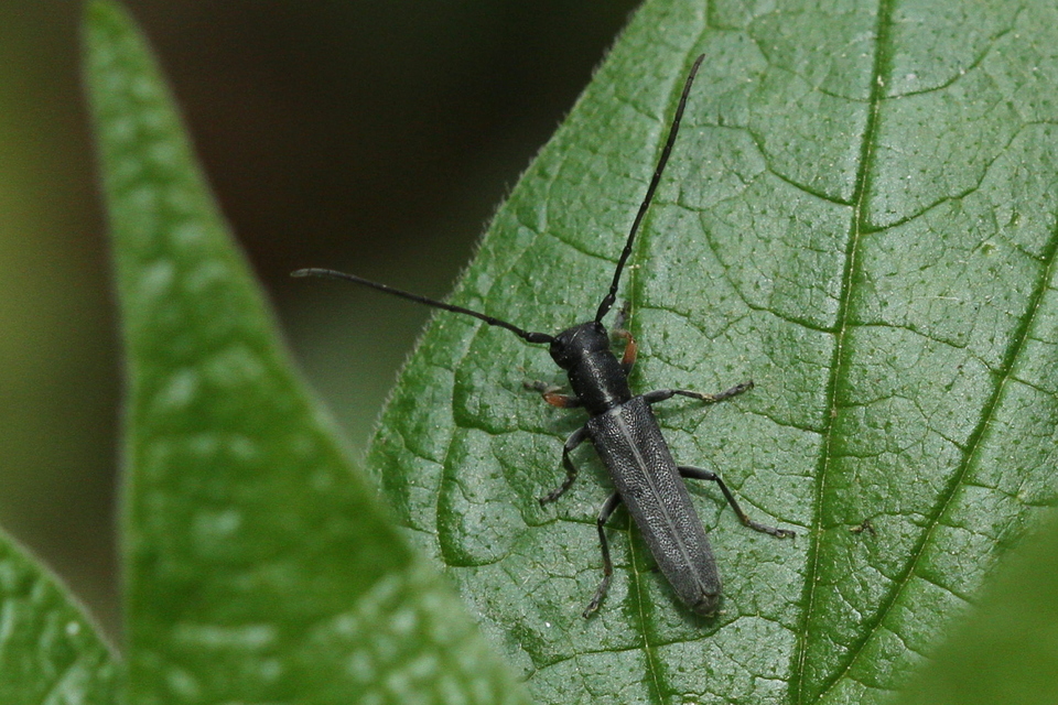 Phytoecia cylindrica - medvelapucincér