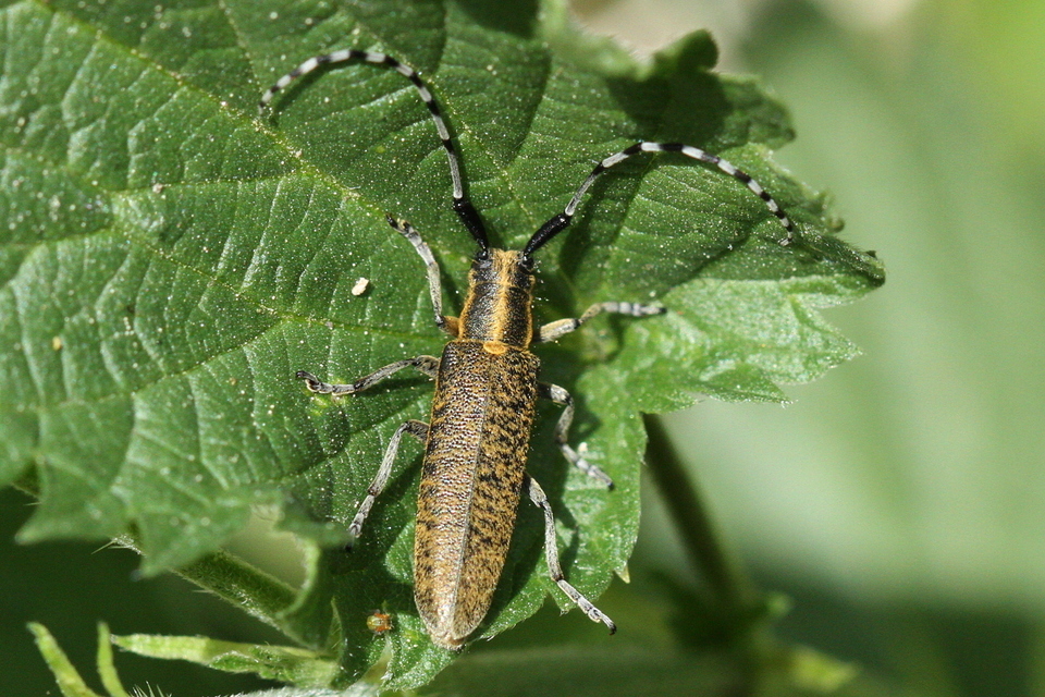 Agapanthia villosoviridescens - fehérgyűrűs bogáncscincér