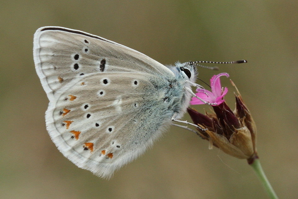 Polyommatus dorylas - fénylő boglárka