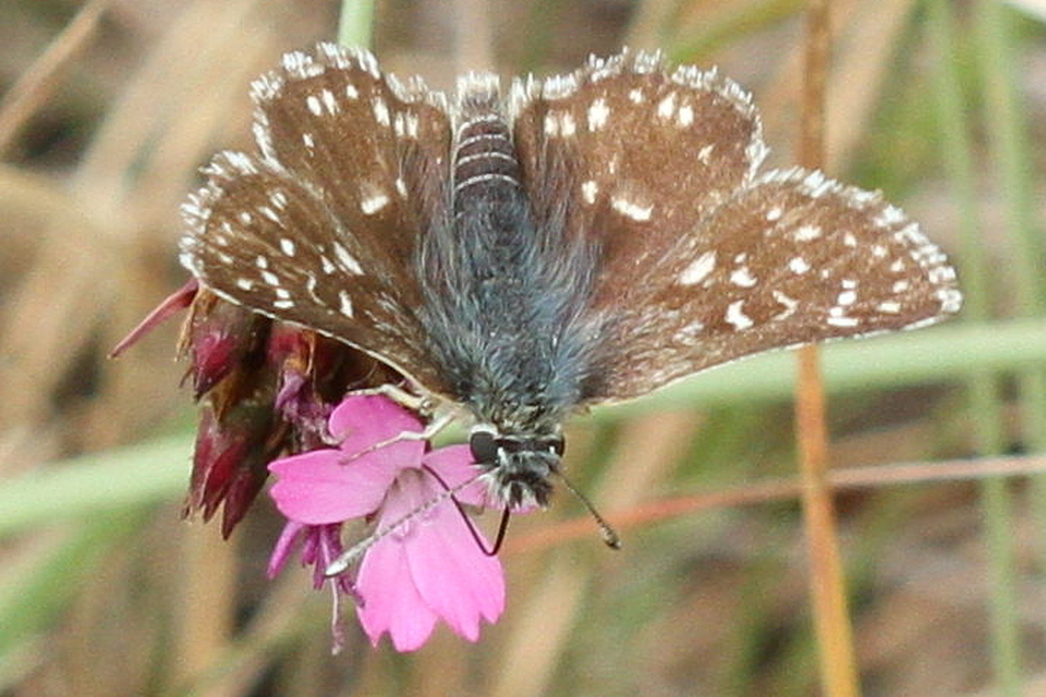 Spialia orbifer - törpe busalepke