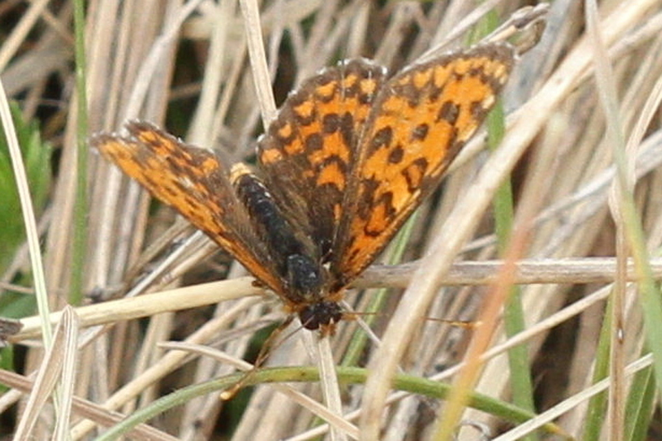 Melitaea trivia - kis tarkalepke