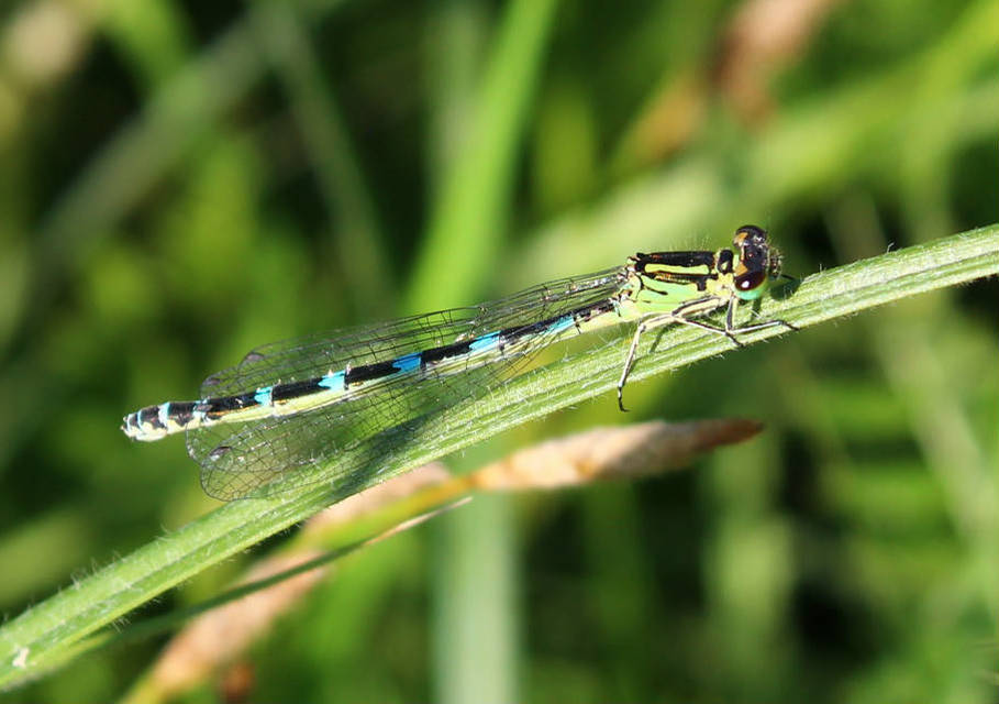 Coenagrion ornatum - díszes légivadász