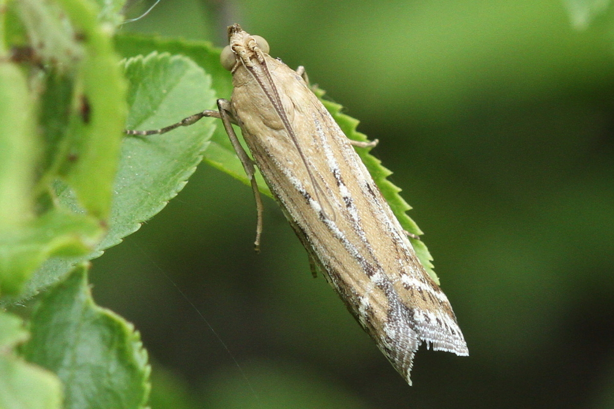 Pempeliella ornatella - díszes karcsúmoly