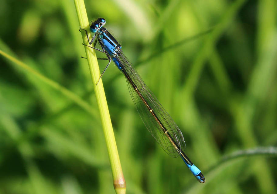 Ischnura elegans pontica - kéköves légivadász