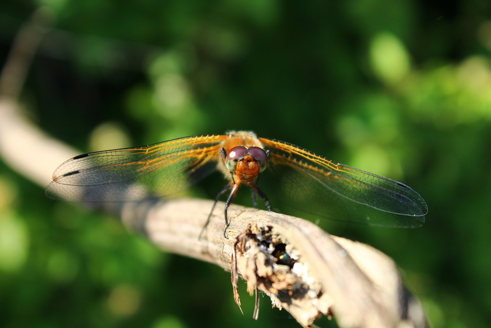 Libellula fulva - kisfoltos laposacsa