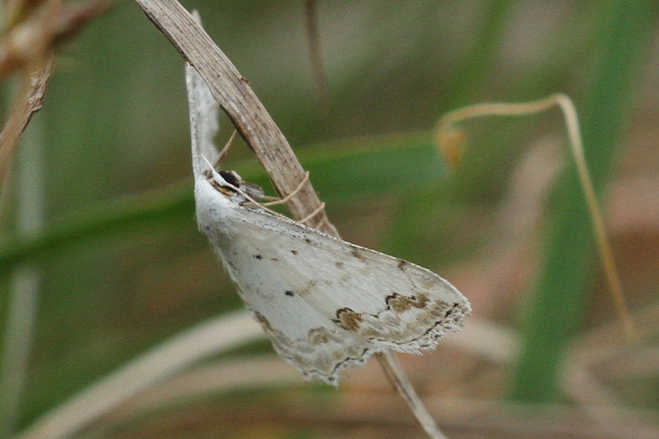 Scopula ornata - díszes fehéraraszoló