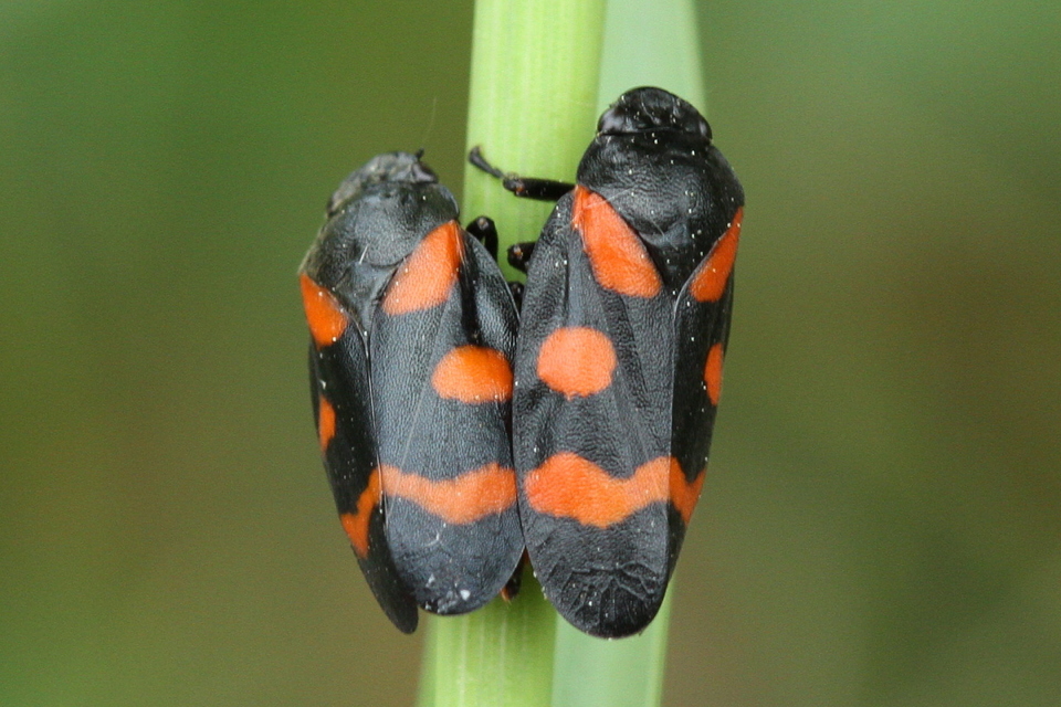 Cercopis sanguinolenta