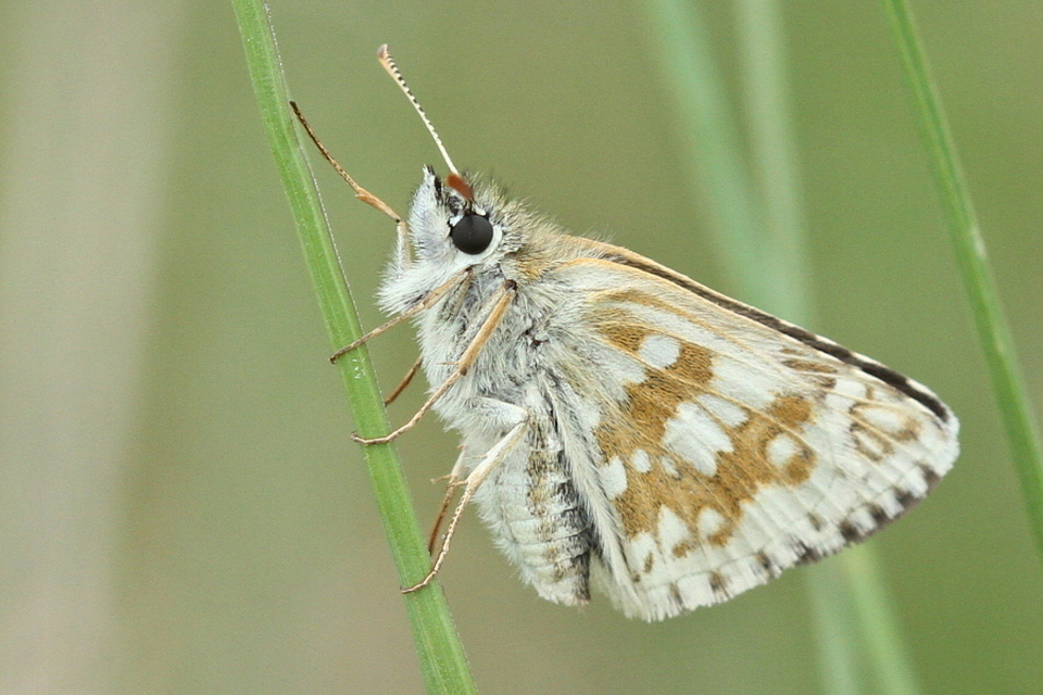 Pyrgus carthami - nagy busalepke