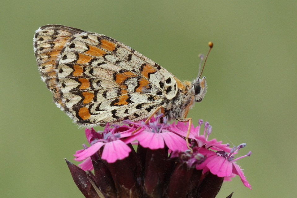 Melitaea trivia - kis tarkalepke