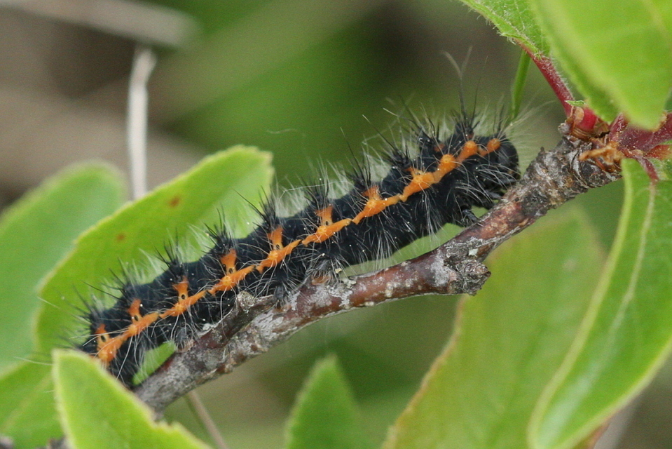 Saturnia pavoniella/pavonia