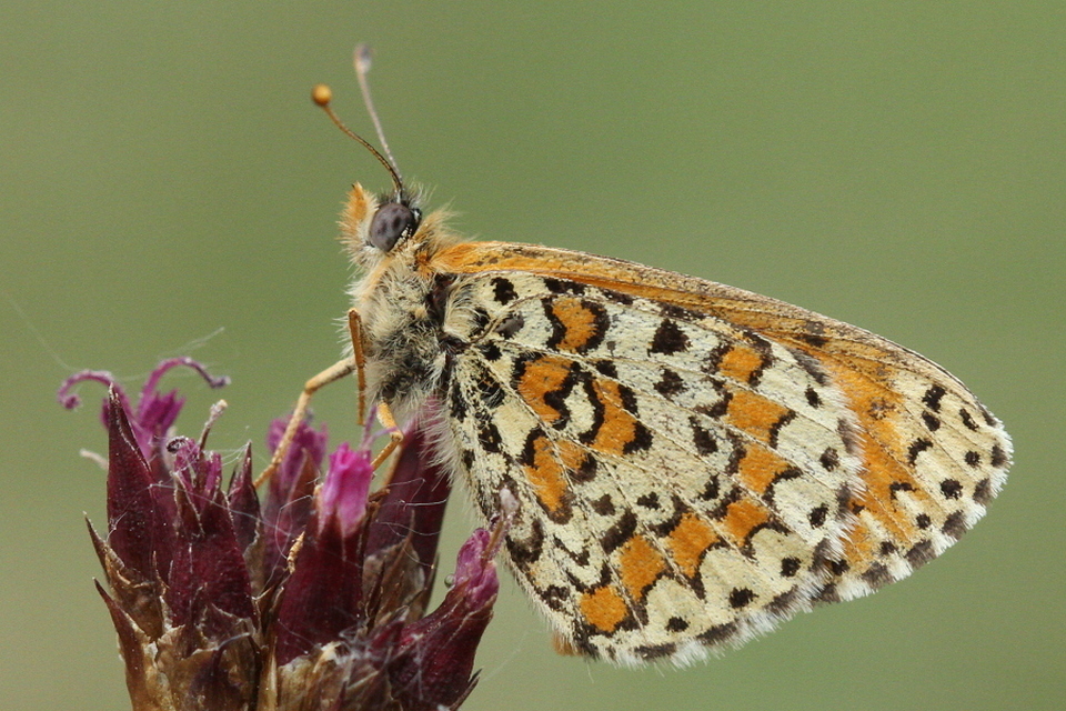 Melitaea trivia - kis tarkalepke