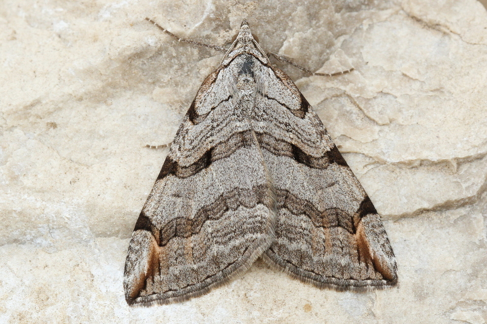 Aplocera efformata - hamuszínű csíkosaraszoló