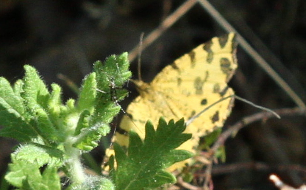 Pseudopanthera macularia - párducfoltos araszoló
