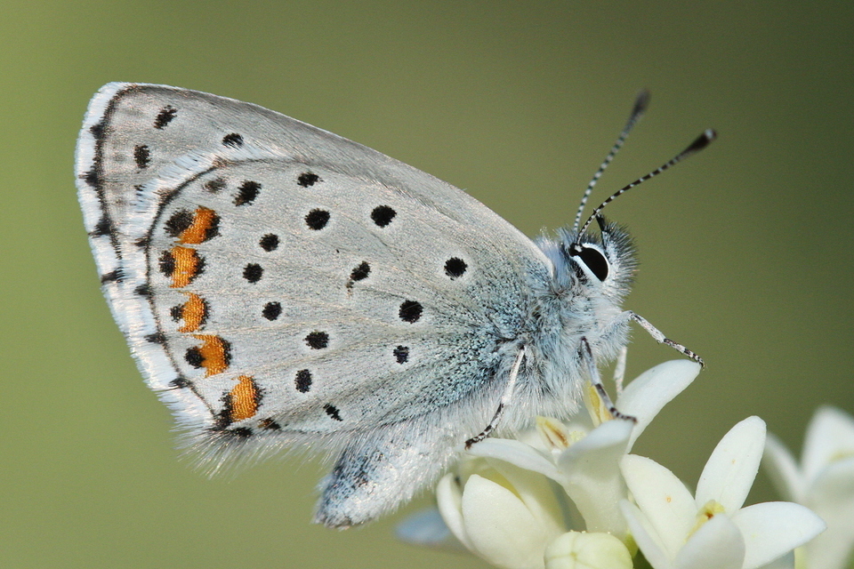 Pseudophilotes schiffermuelleri - apró boglárka