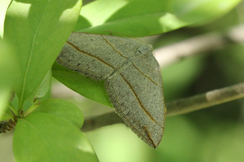Scotopteryx mucronata/luridata/ignorata