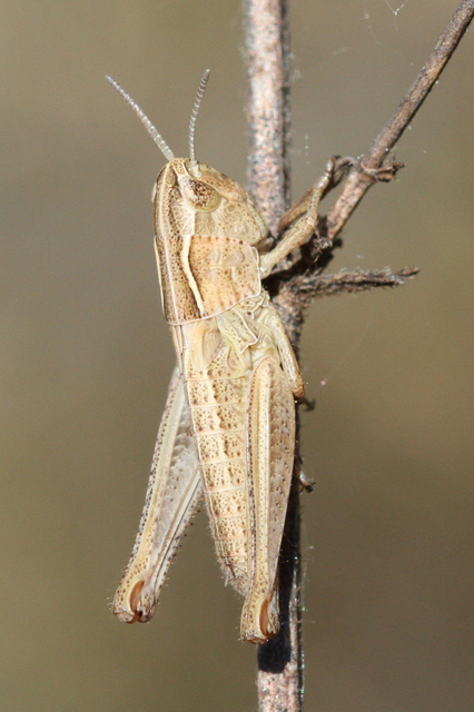 Stenobothrus