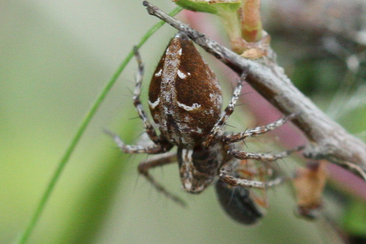 Oxyopes ramosus