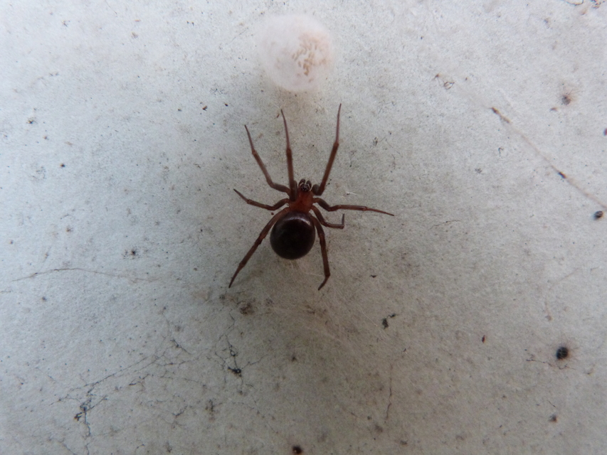 Steatoda