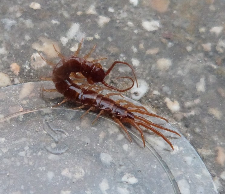 Lithobiidae