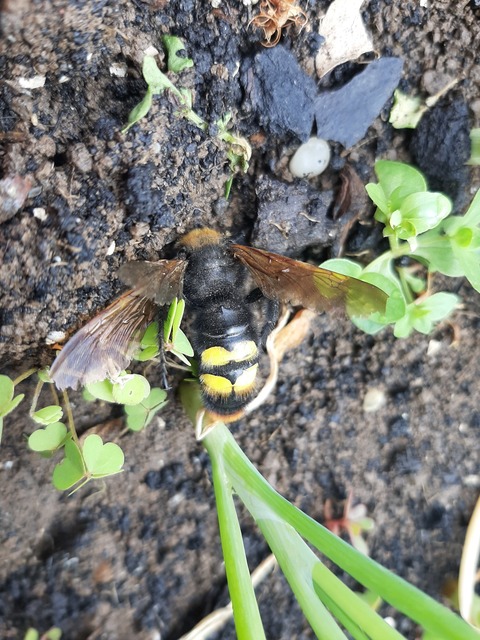 Megascolia maculata - óriás-tőrösdarázs