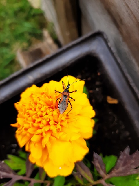 Rhynocoris iracundus - közönséges gyilkospoloska