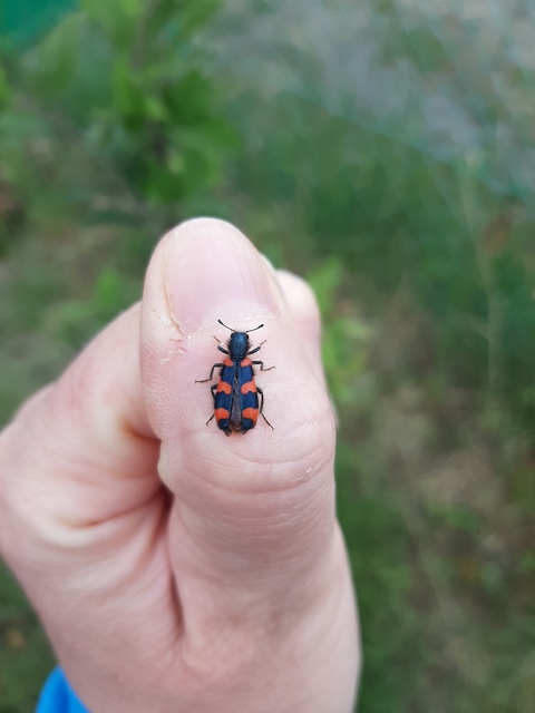 Trichodes favarius - hatfoltos méhészbogár