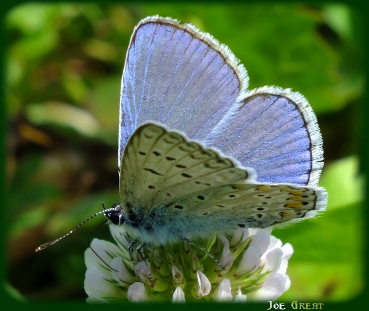 Polyommatus icarus - közönséges boglárka
