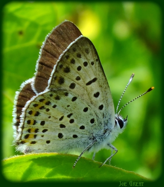 Lycaena tityrus - barna tűzlepke