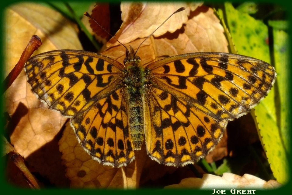 Boloria dia - kis gyöngyházlepke