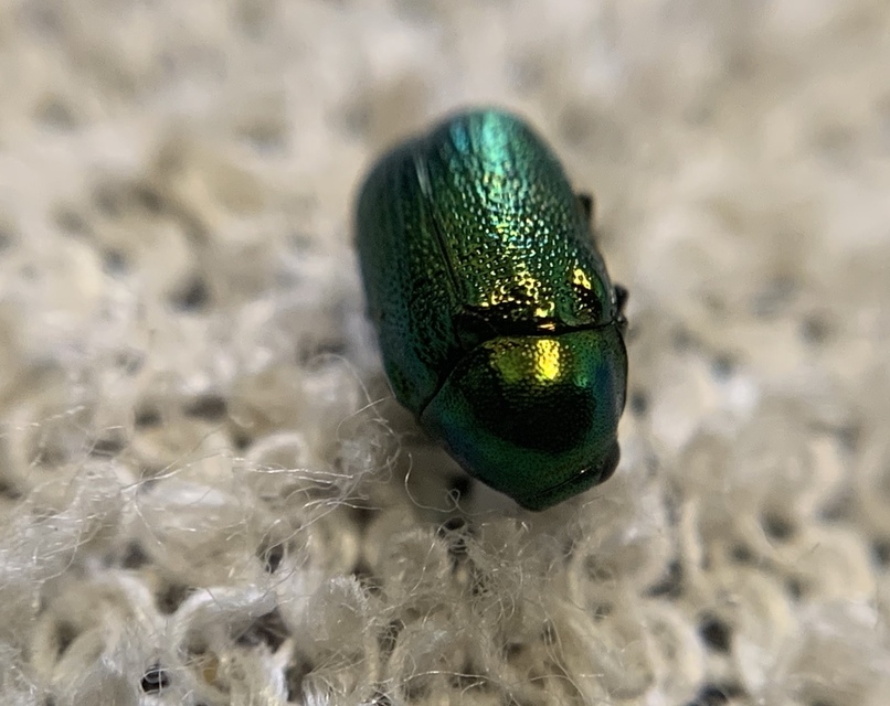 Cryptocephalus transiens - déli fészkesbogár