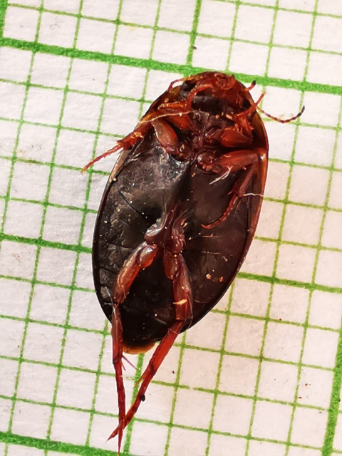 Agabus labiatus - kis gyászcsíkbogár