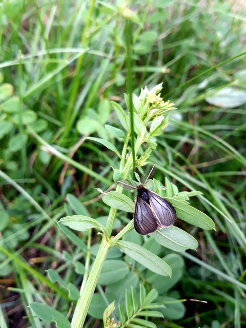 Pentophera morio - réti gyapjaslepke