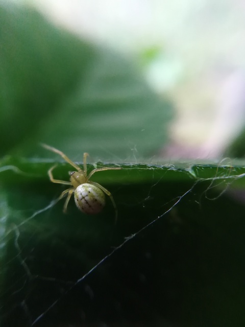 Enoplognatha ovata/latimana