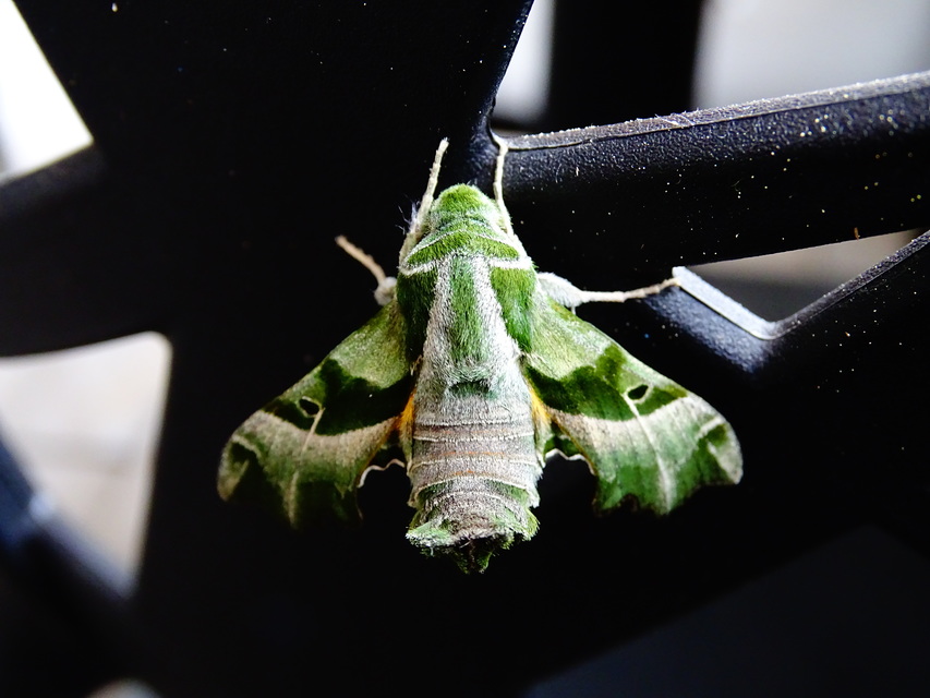 Proserpinus proserpina - törpeszender