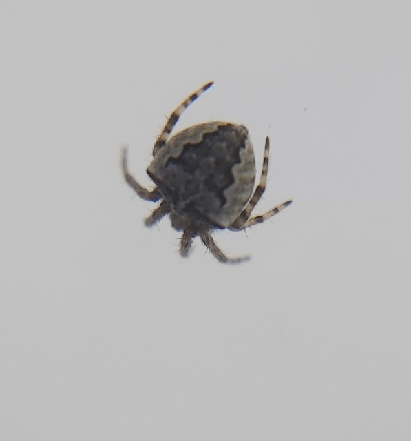 Araneus circe/angulatus