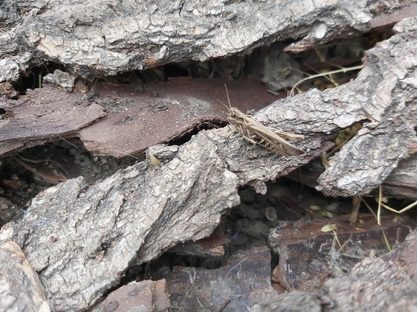 Chorthippus brunneus - közönséges tarlósáska