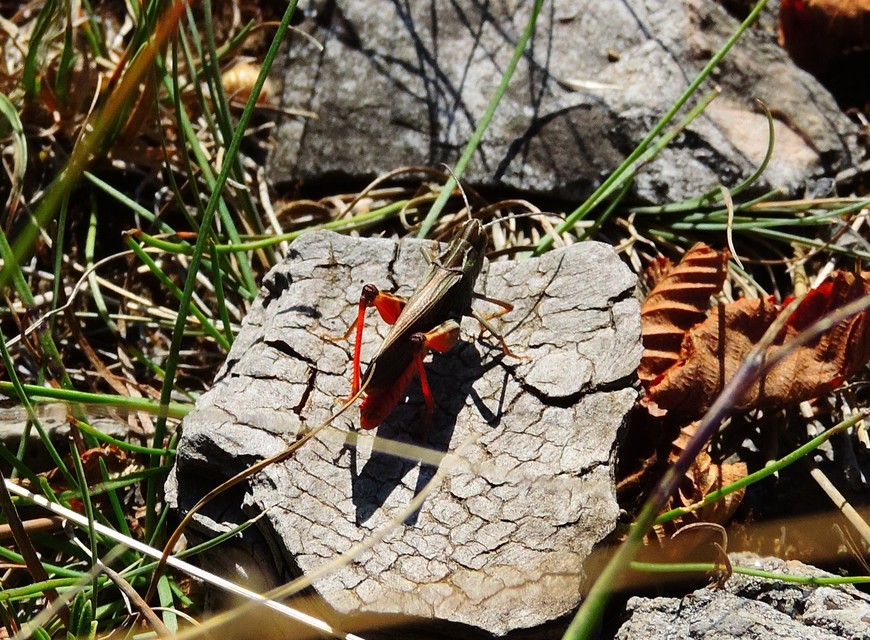 Stenobothrus rubicundulus