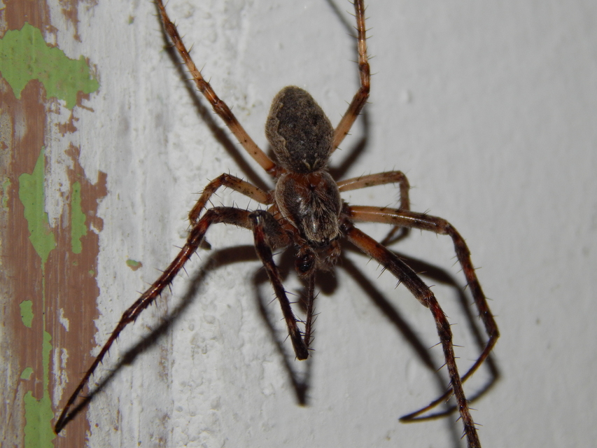 Larinioides ixobolus - ereszalji keresztespók