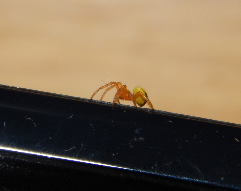 Araneidae - keresztespókok Araneidae - keresztespókok