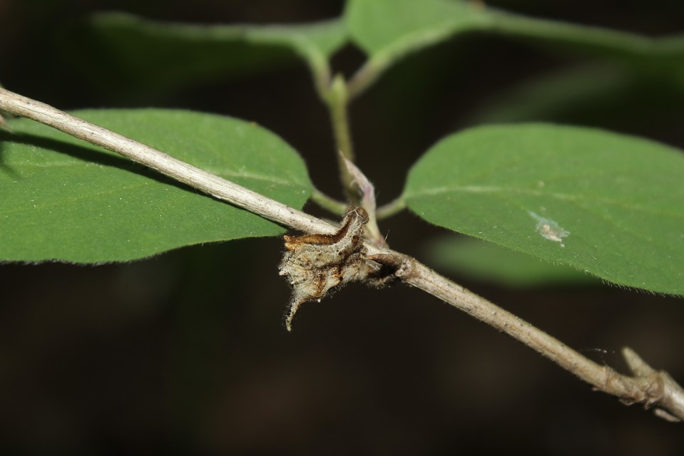 Apeira syringaria - orgona-araszoló